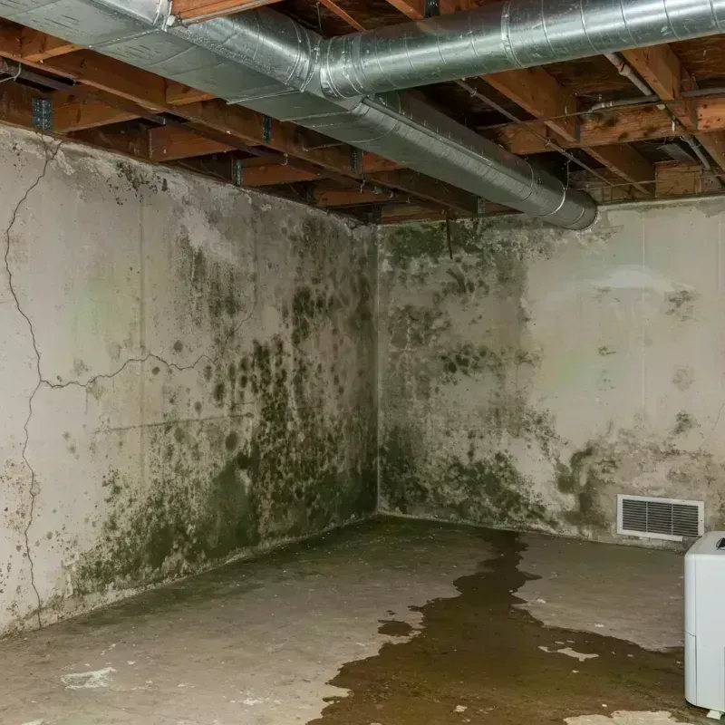 Professional Mold Removal in Cloverdale, IN